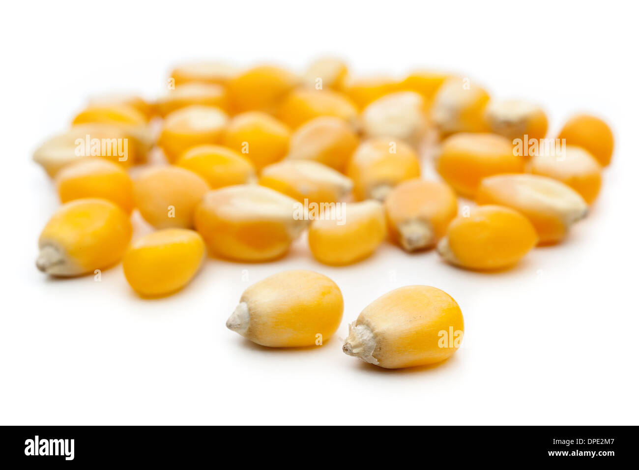 El maíz sobre un fondo blanco. Foto de stock