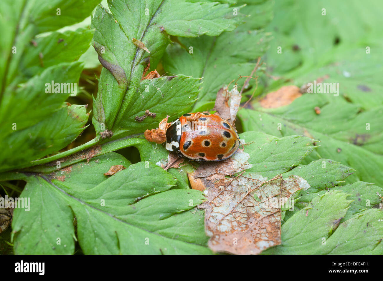 Ladybug Anatis ocellata Foto de stock