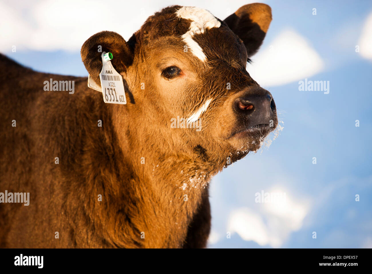 La pantorrilla en la nieve, la mitad de la raza Angus y Simmental ganado, Tirol, Austria del Norte Foto de stock