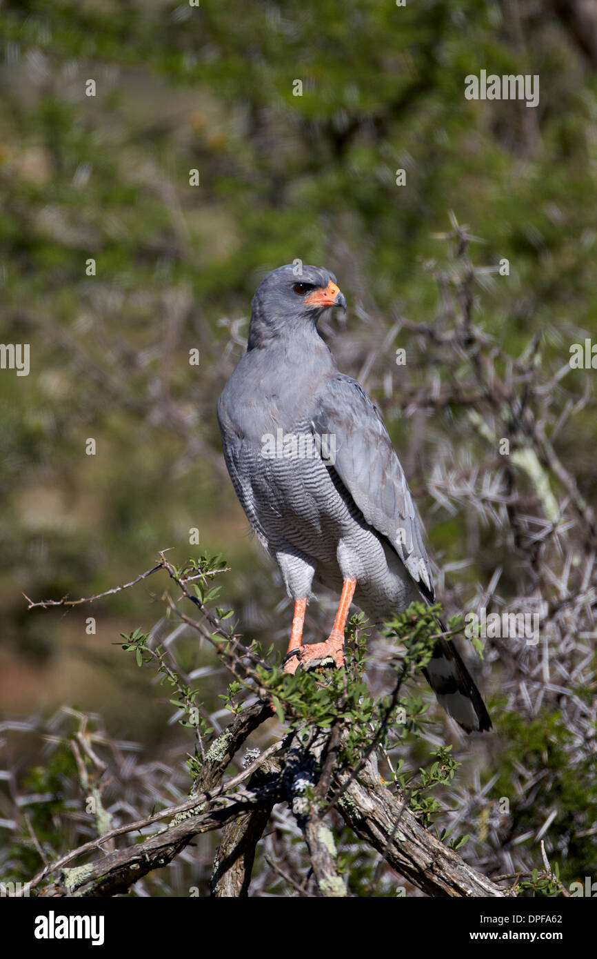 Sur de pale coreando azor (Melierax canorus), Mountain Zebra National Park, Sudáfrica, África Foto de stock