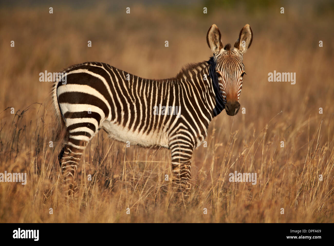 Los jóvenes Cape mountain zebra Equus zebra (ZEBRA), Mountain Zebra National Park, Sudáfrica, África Foto de stock