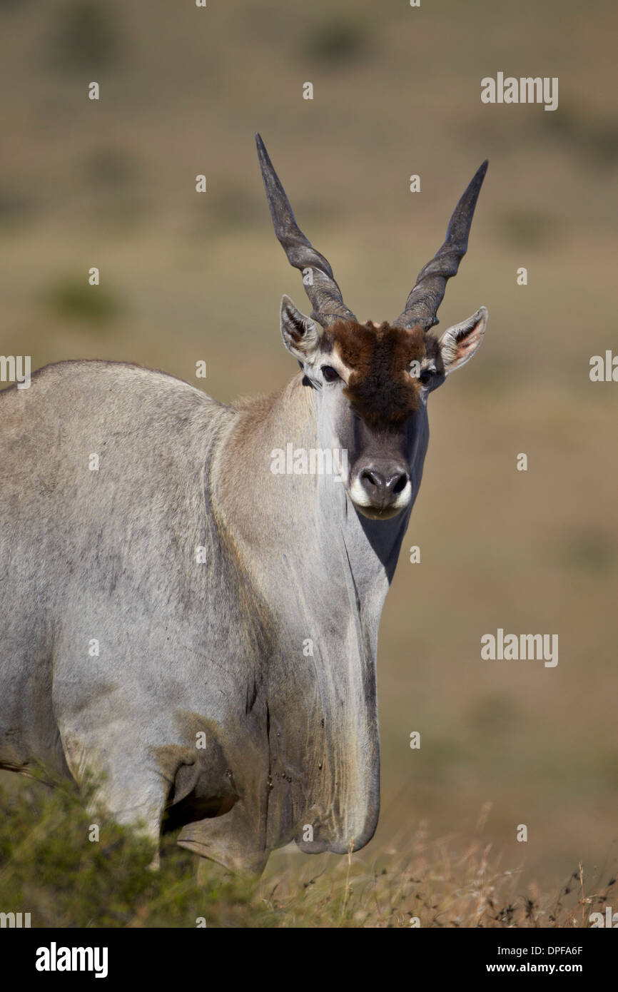 Eland común (Taurotragus oryx) buck, Mountain Zebra National Park, Sudáfrica, África Foto de stock