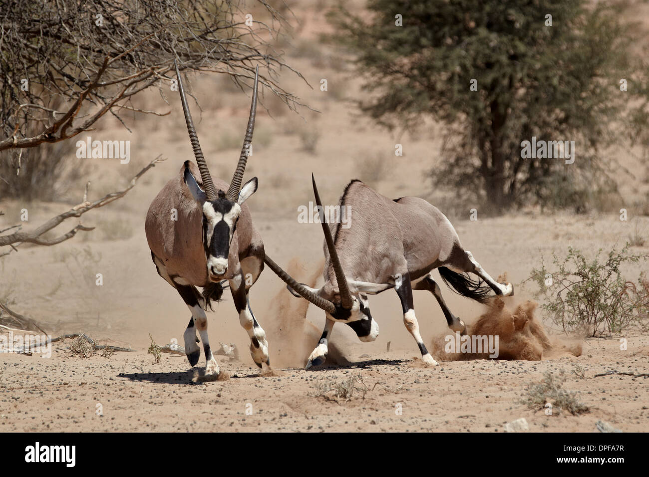 Dos gemsbok (oryx de Sudáfrica) (Oryx gazella) combates, el Parque Transfronterizo Kgalagadi, Sudáfrica Foto de stock