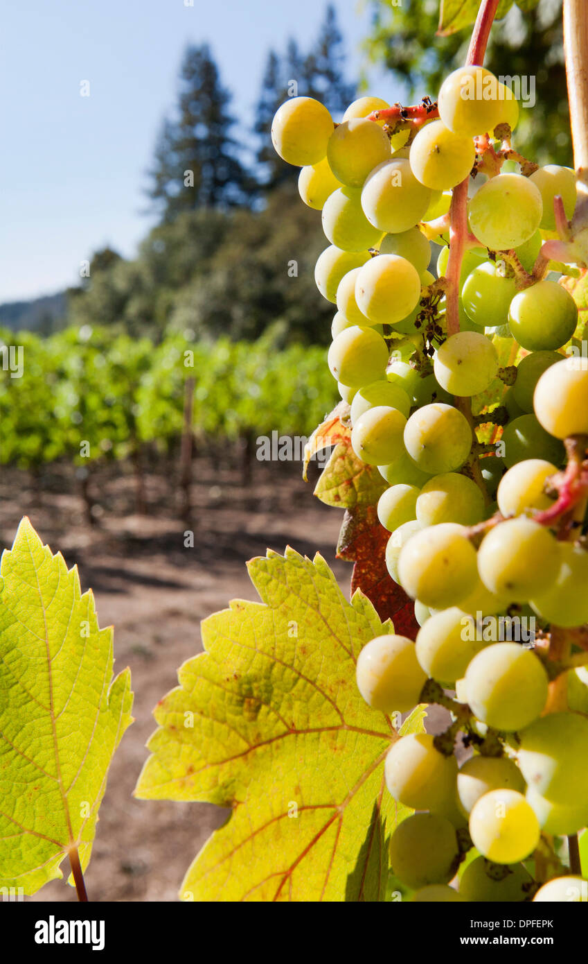 Close-up de uvas en un viñedo, Napa Valley, California, Estados Unidos de América, América del Norte Foto de stock