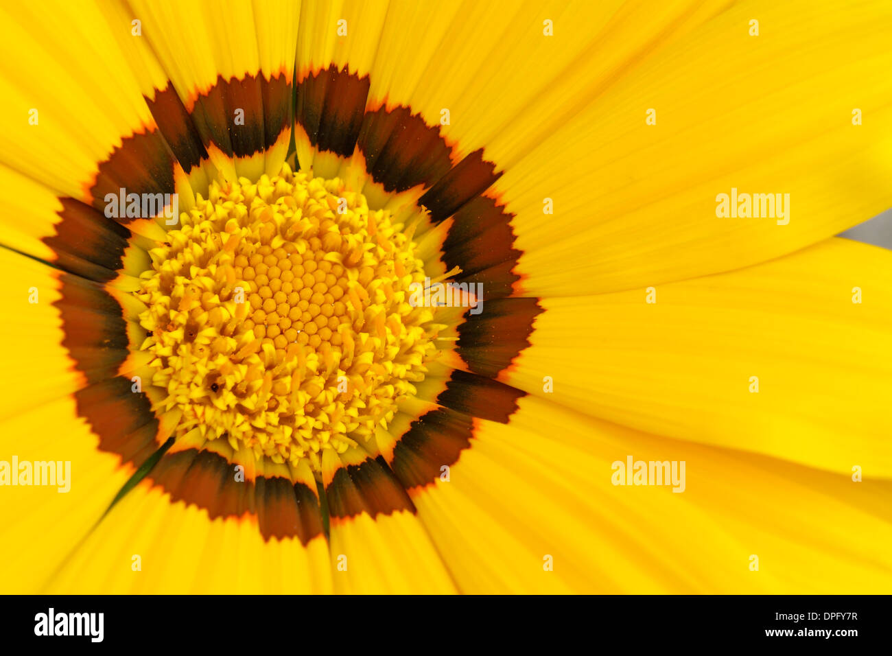 Un primer plano de una flor amarilla Foto de stock