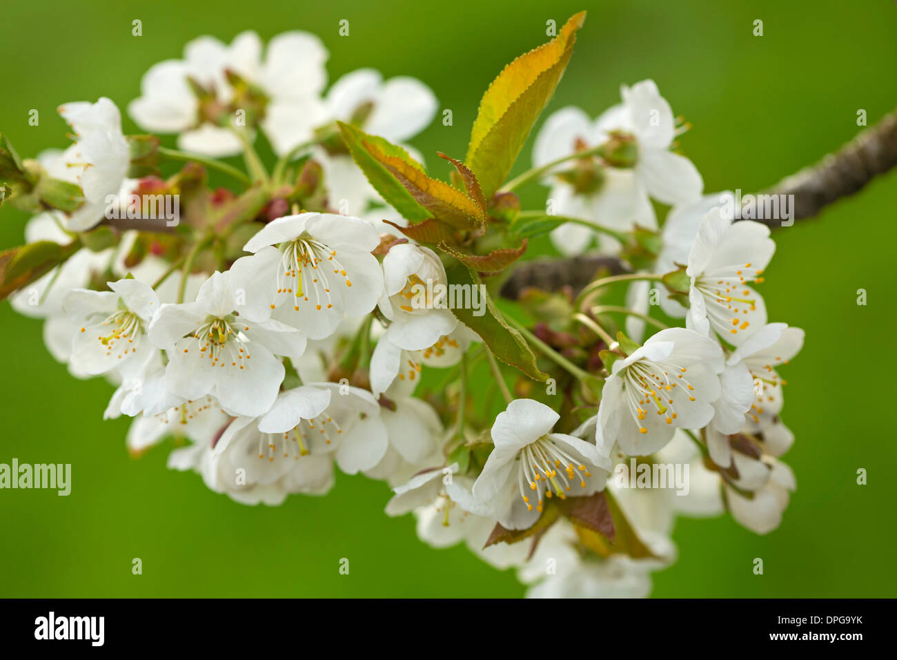 Primavera de los cerezos en flor cerca de la garganta del río Columbia, Oregon. Ee.Uu. Foto de stock