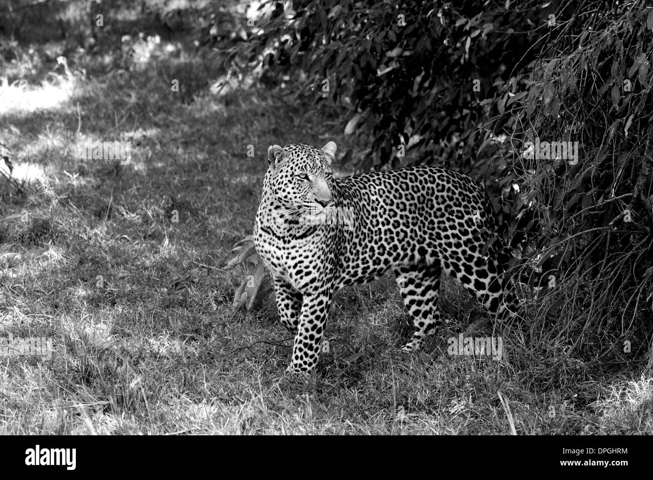 Leopard, Lewa Conservancy, Kenya, Africa. Foto de stock