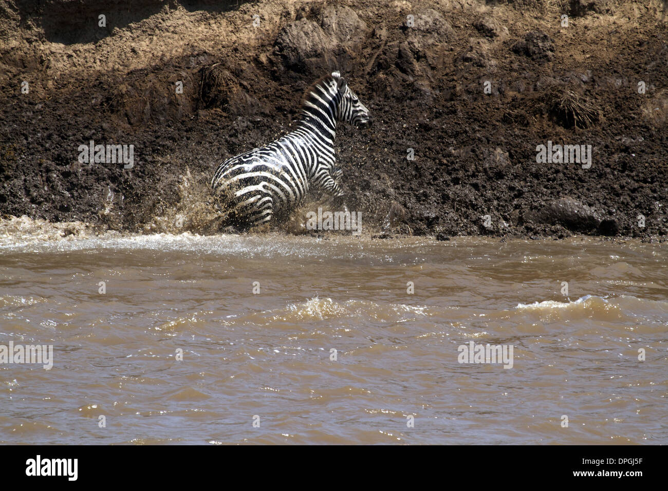 Una cebra solitaria hace al otro lado del río Mara, Masai Mara, Kenya, Africa, durante la gran migración anual Foto de stock