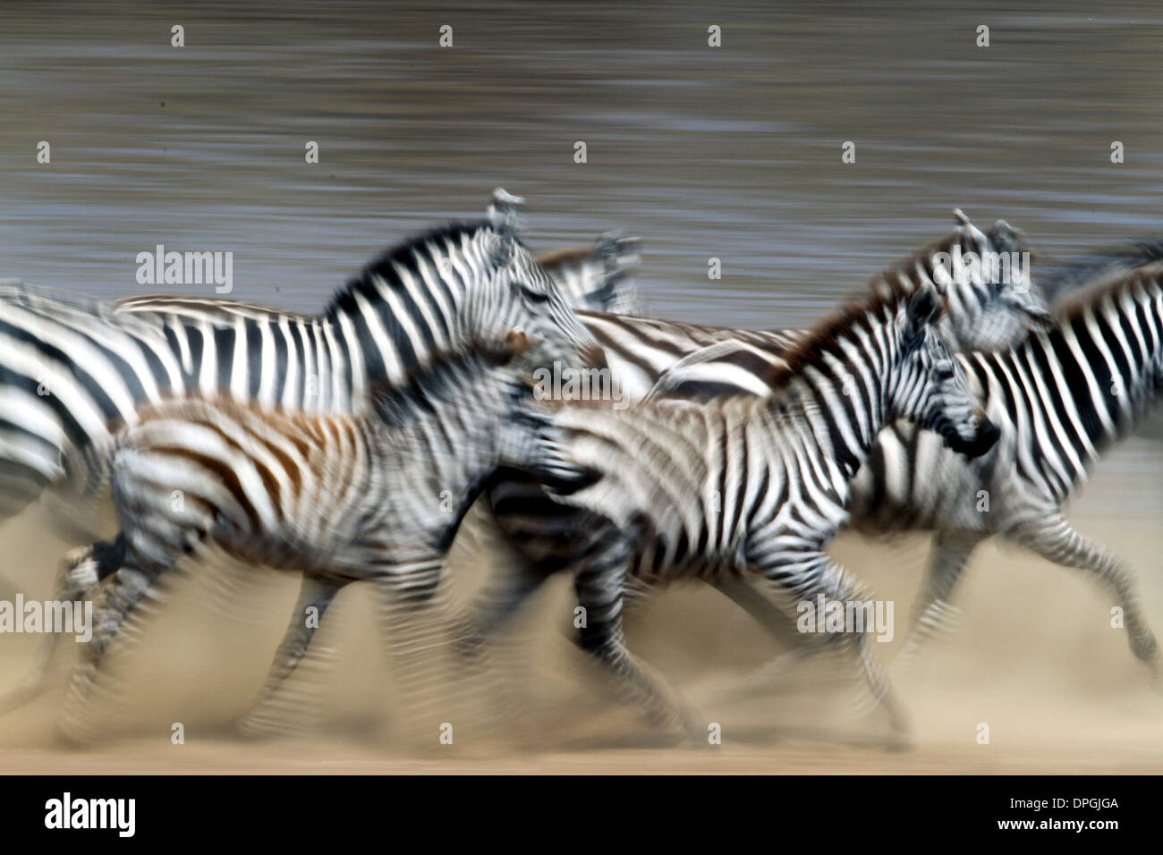 Cebras cruzando el río Mara, Masai Mara, Kenya, Africa, durante la gran migración anual. Foto de stock