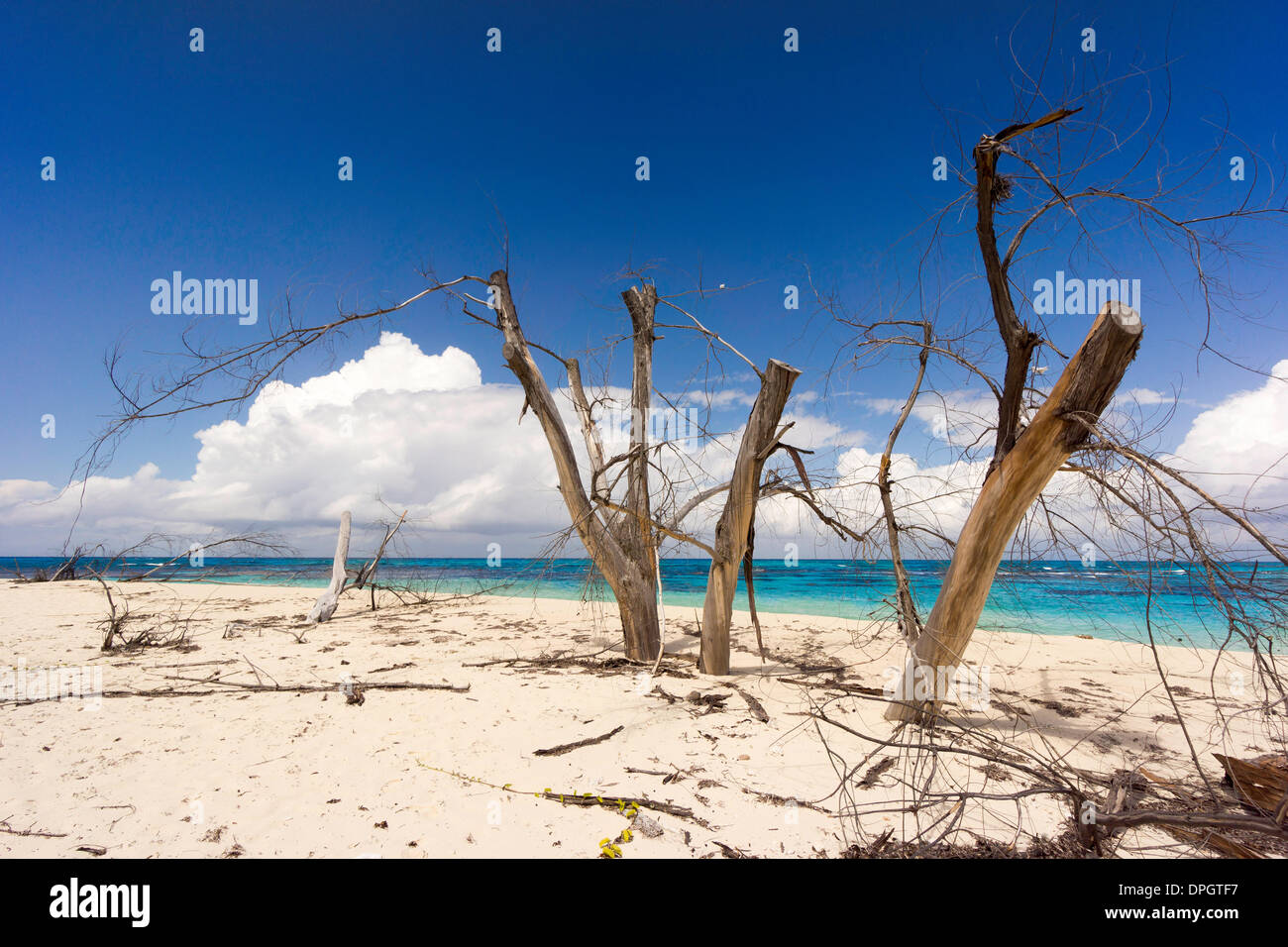 Árbol Muerto de edad se sitúa en la playa, Denis Islandia, Seychelles, el Océano Índico, África - Diciembre de 2013. Foto de stock