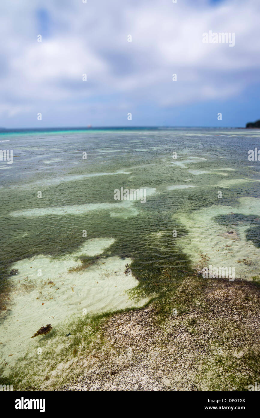 (Algas), Seychelles, Zostera Oceaní indio, África - Diciembre de 2013. Foto de stock
