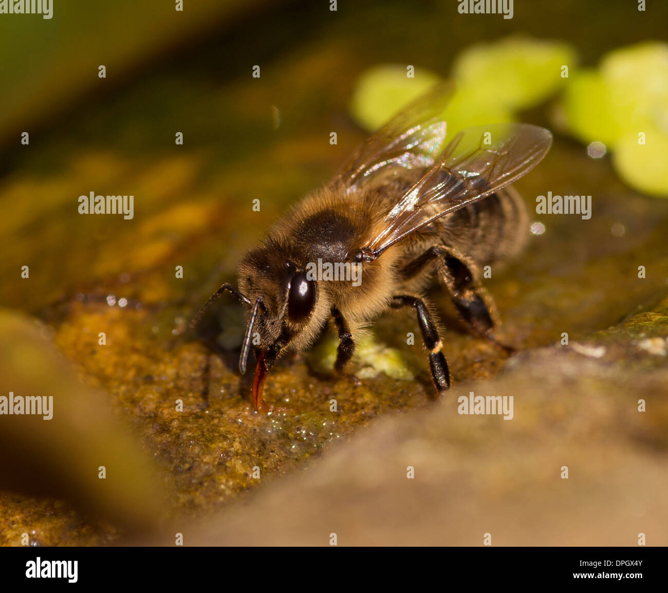 Una abeja de miel bebiendo en una piedra, api Foto de stock