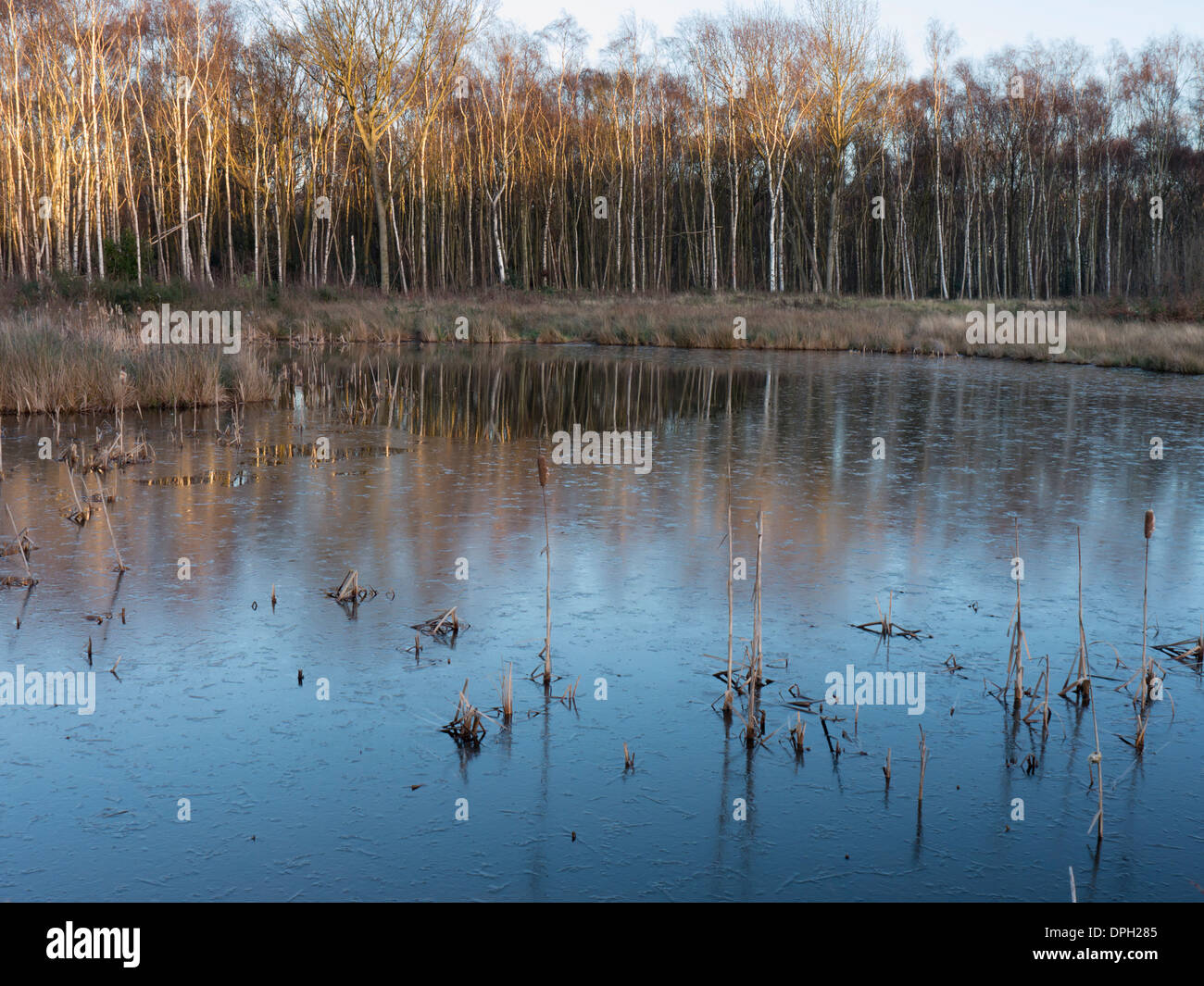 Europa, Reino Unido, Inglaterra, Surrey, esher estanque invierno Foto de stock