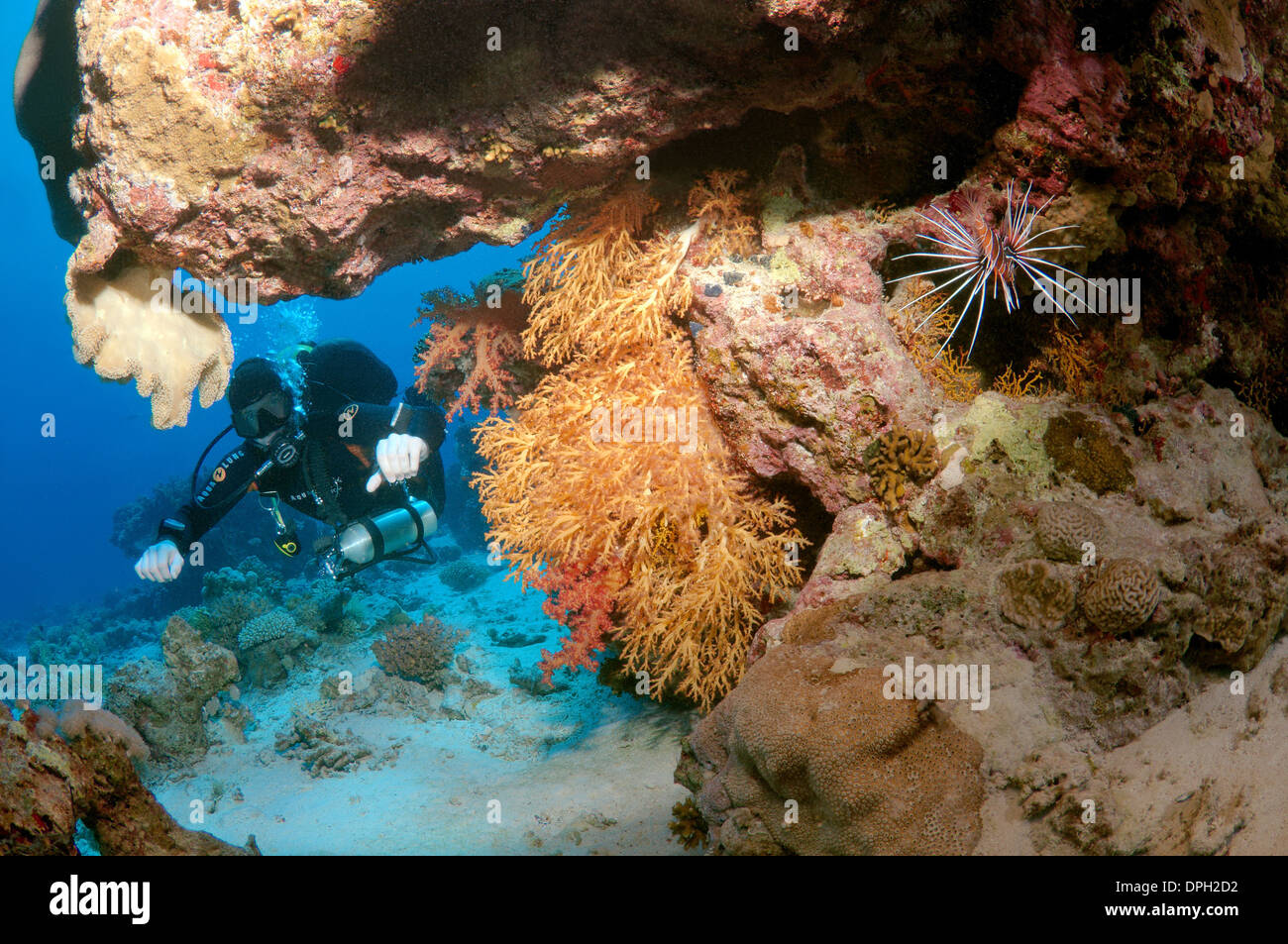 Diver mirando a los arrecifes de coral. Mar Rojo, Egipto, África Foto de stock