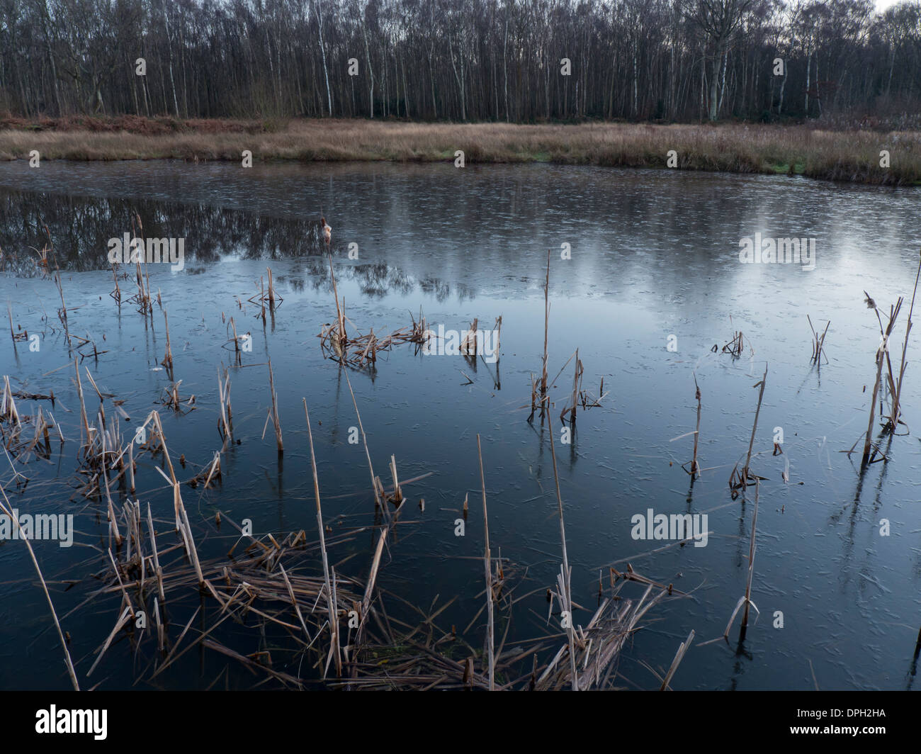 Europa, Reino Unido, Inglaterra, Surrey, esher estanque invierno Foto de stock