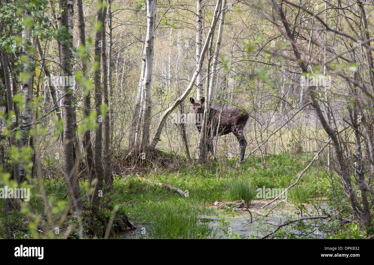 Elk mirando detrás de los árboles en el bosque Foto de stock