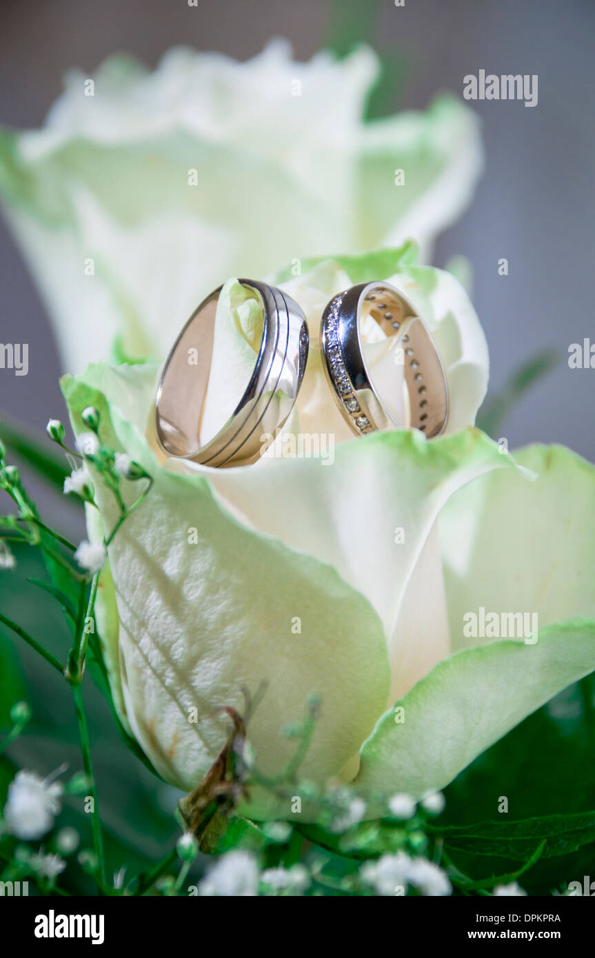 Anillos de compromiso de rosa blanca Fotografía de stock - Alamy