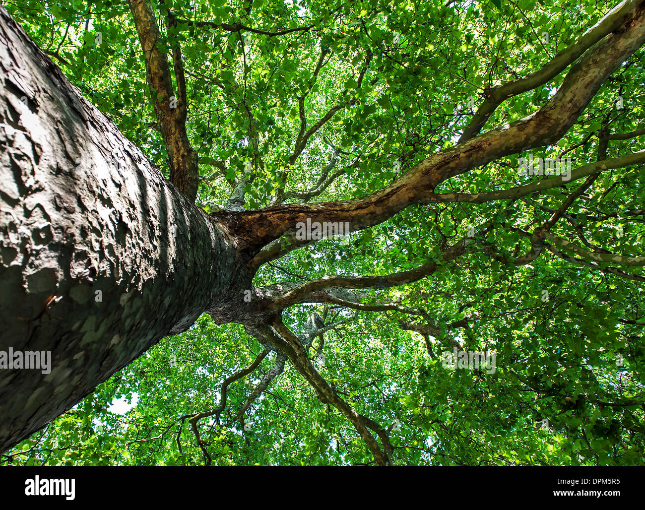 Ángulo inusual de un árbol de arce plateado en el Green Park en Londres, Inglaterra Foto de stock