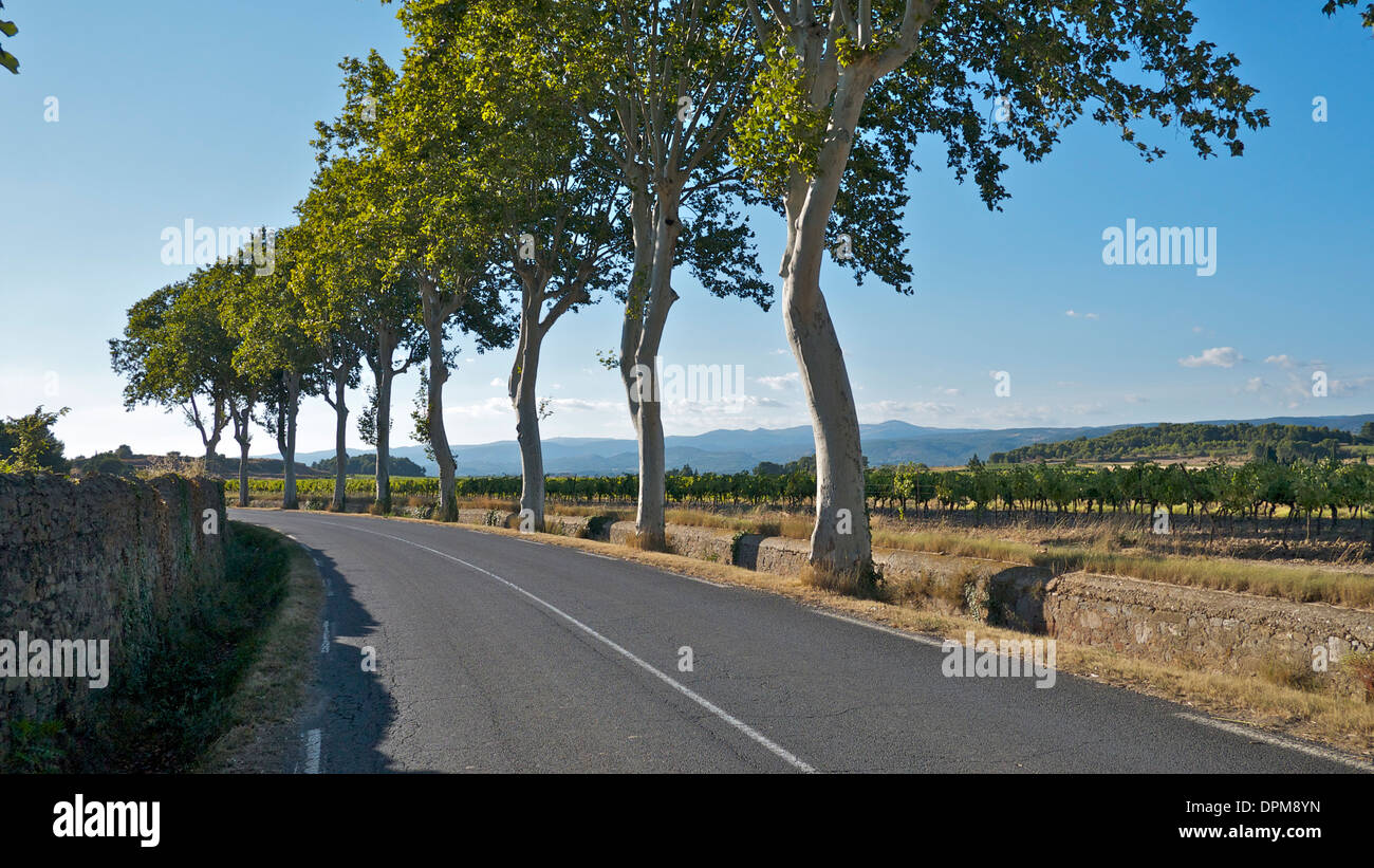 Una calle arbolada en el sur de Francia con campos y viñedos y los Pirineos al fondo. Foto de stock