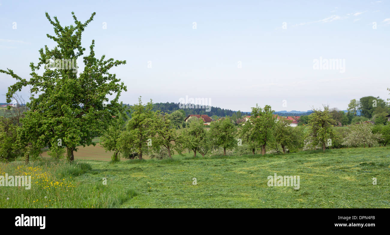 Viejos árboles frutales huertas Alemania Baviera fruto gaerten Foto de stock