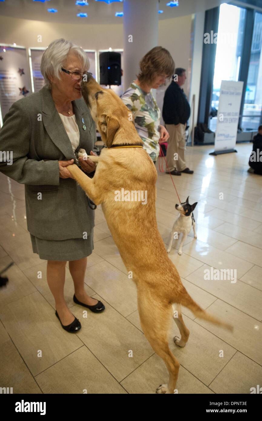 Chinook dog fotografías e imágenes de alta resolución - Alamy