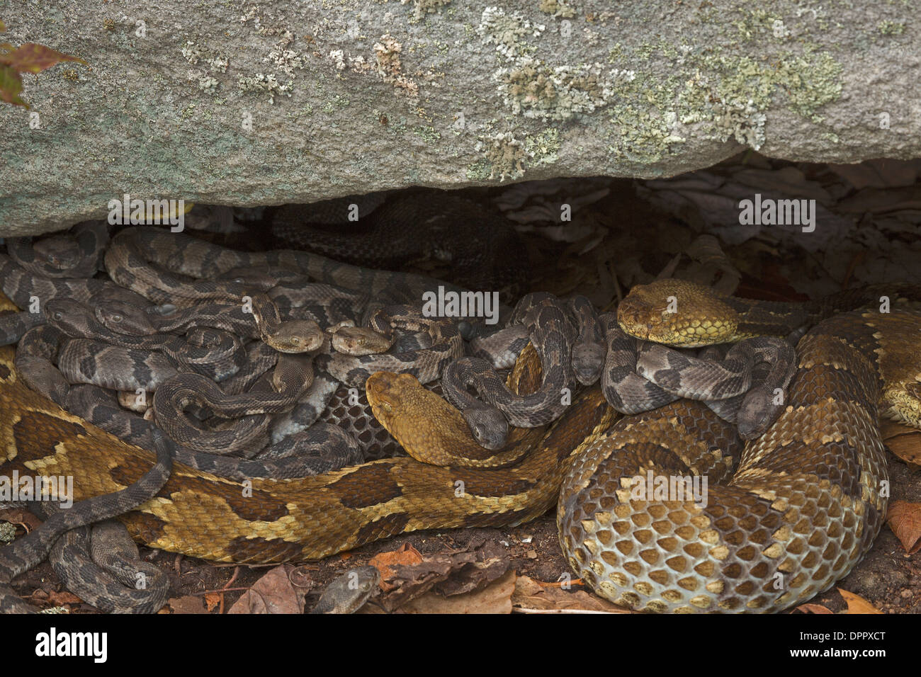 La serpiente de cascabel del bosque, Crotalus horridus, jóvenes recién nacidos con hembra adulto(s), Pennsylvania Foto de stock