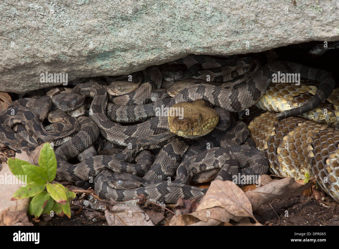 La serpiente de cascabel del bosque, Crotalus horridus, jóvenes recién nacidos con hembra adulto(s), Pennsylvania Foto de stock