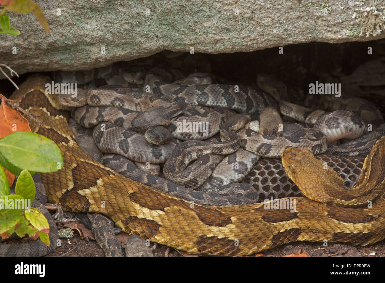 La serpiente de cascabel del bosque, Crotalus horridus, jóvenes recién nacidos con hembra adulto(s), Pennsylvania Foto de stock