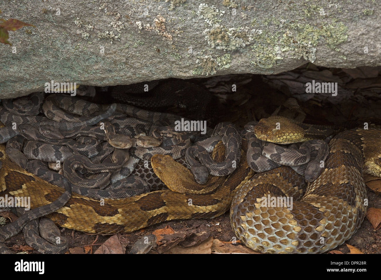 La serpiente de cascabel del bosque, Crotalus horridus, jóvenes recién nacidos con hembra adulto(s), Pennsylvania Foto de stock