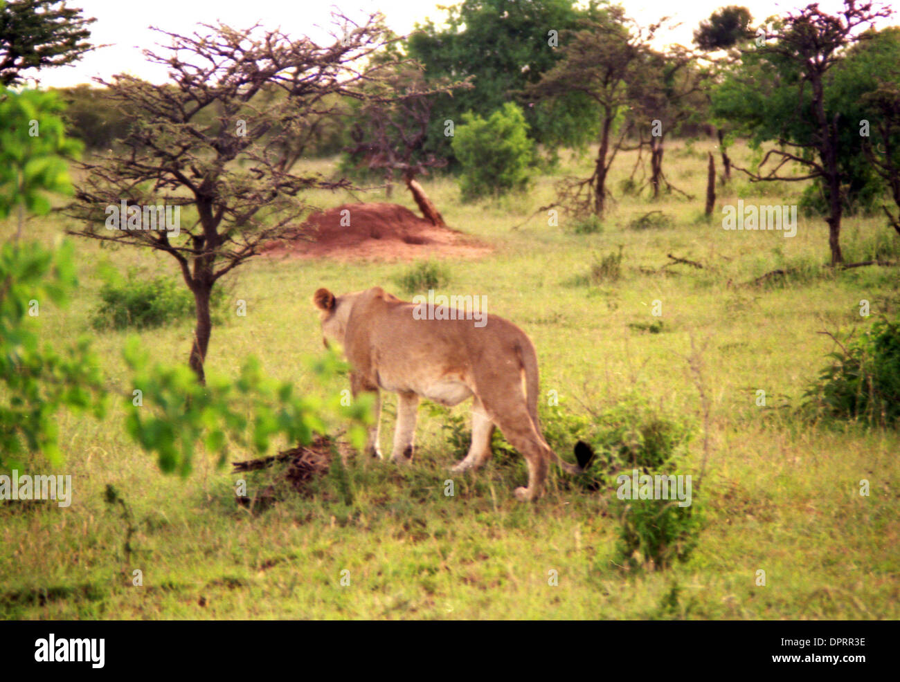 Cazadores de leones fotografías e imágenes de alta resolución - Página 8 -  Alamy