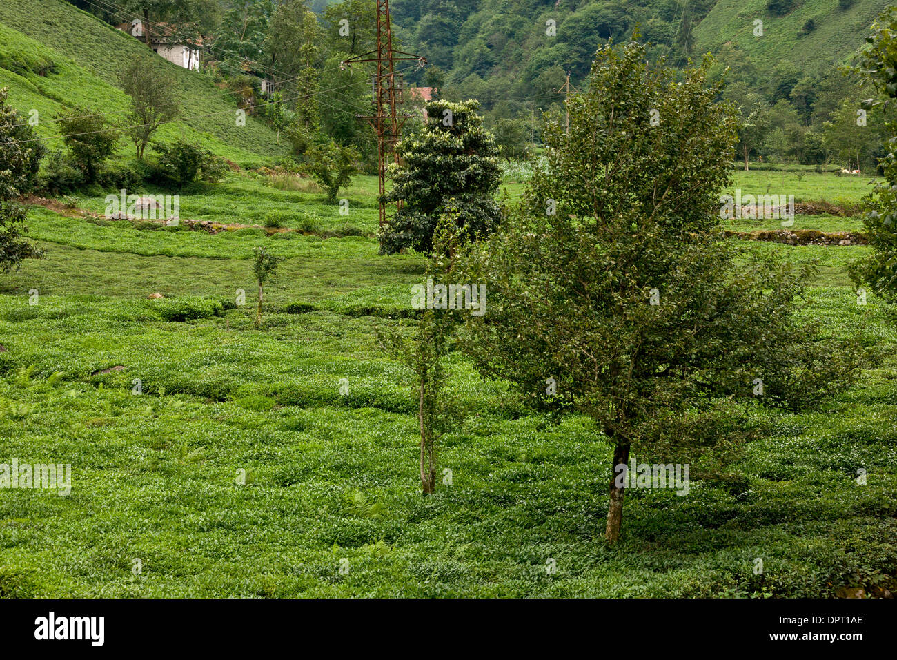 Las plantaciones de té en el valle Firtina Póntico Alpes, al norte-este de Turquía. Foto de stock