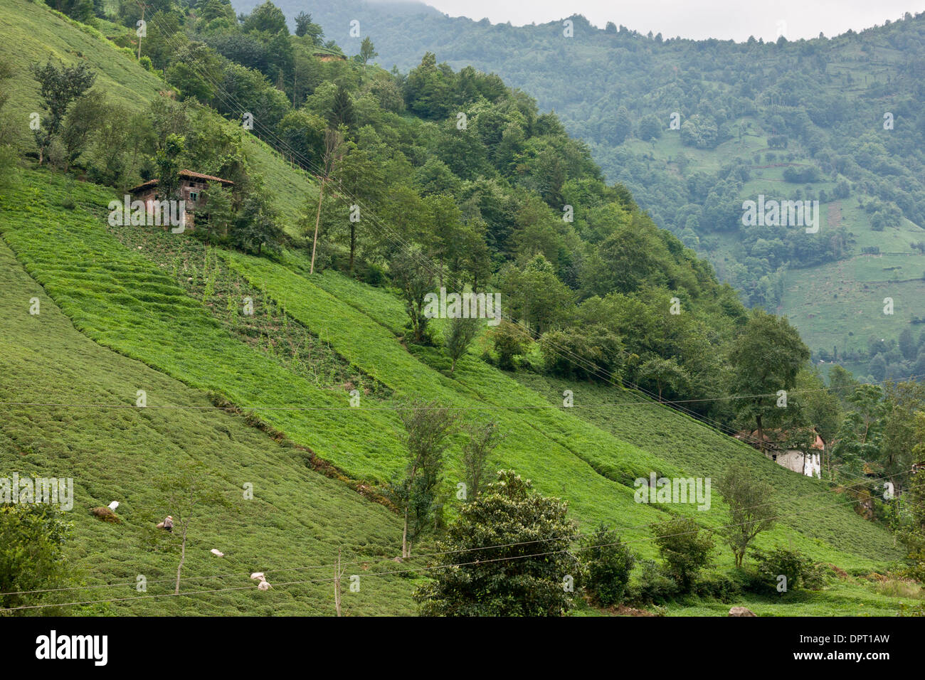 Plantaciones de Té en las empinadas laderas del valle Firtina Póntico Alpes, al norte-este de Turquía. Foto de stock