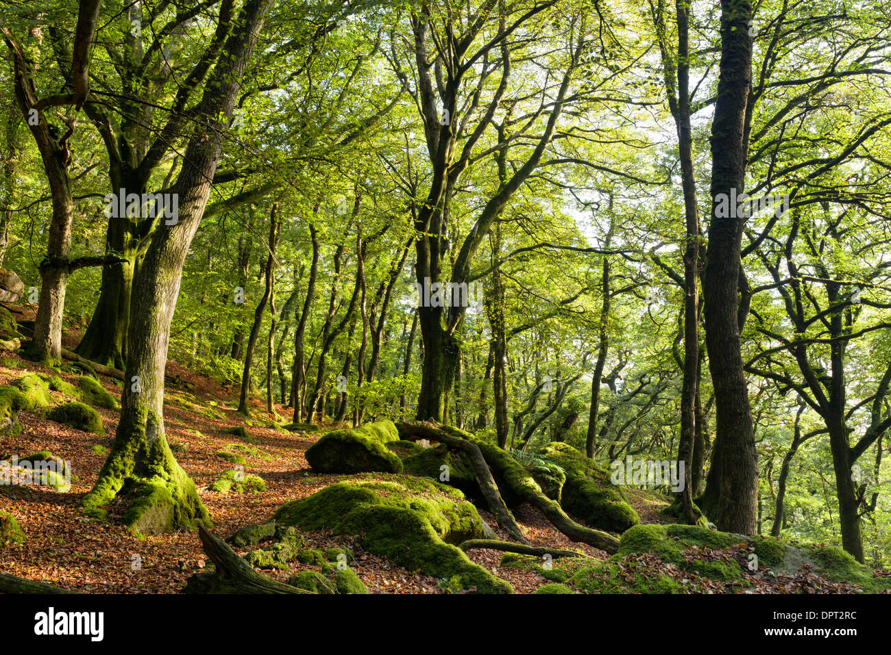 Bosques de ladera arriba Burrator depósito, Parque Nacional de Dartmoor Foto de stock