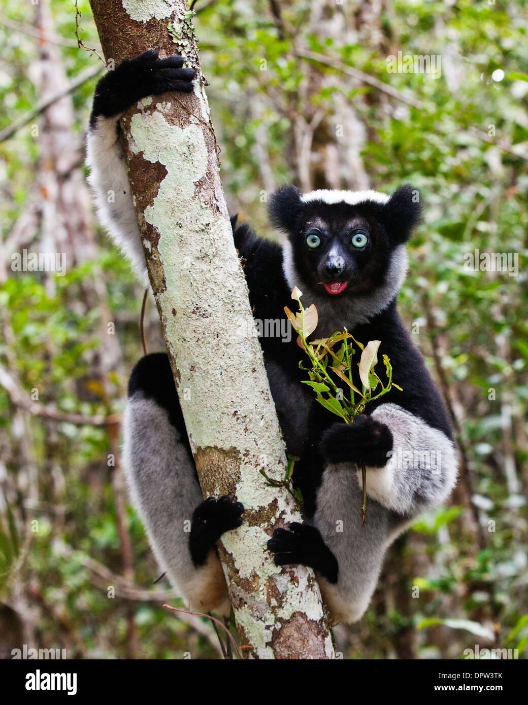 Indri Indri comer follaje en bosque de Perinet Foto de stock