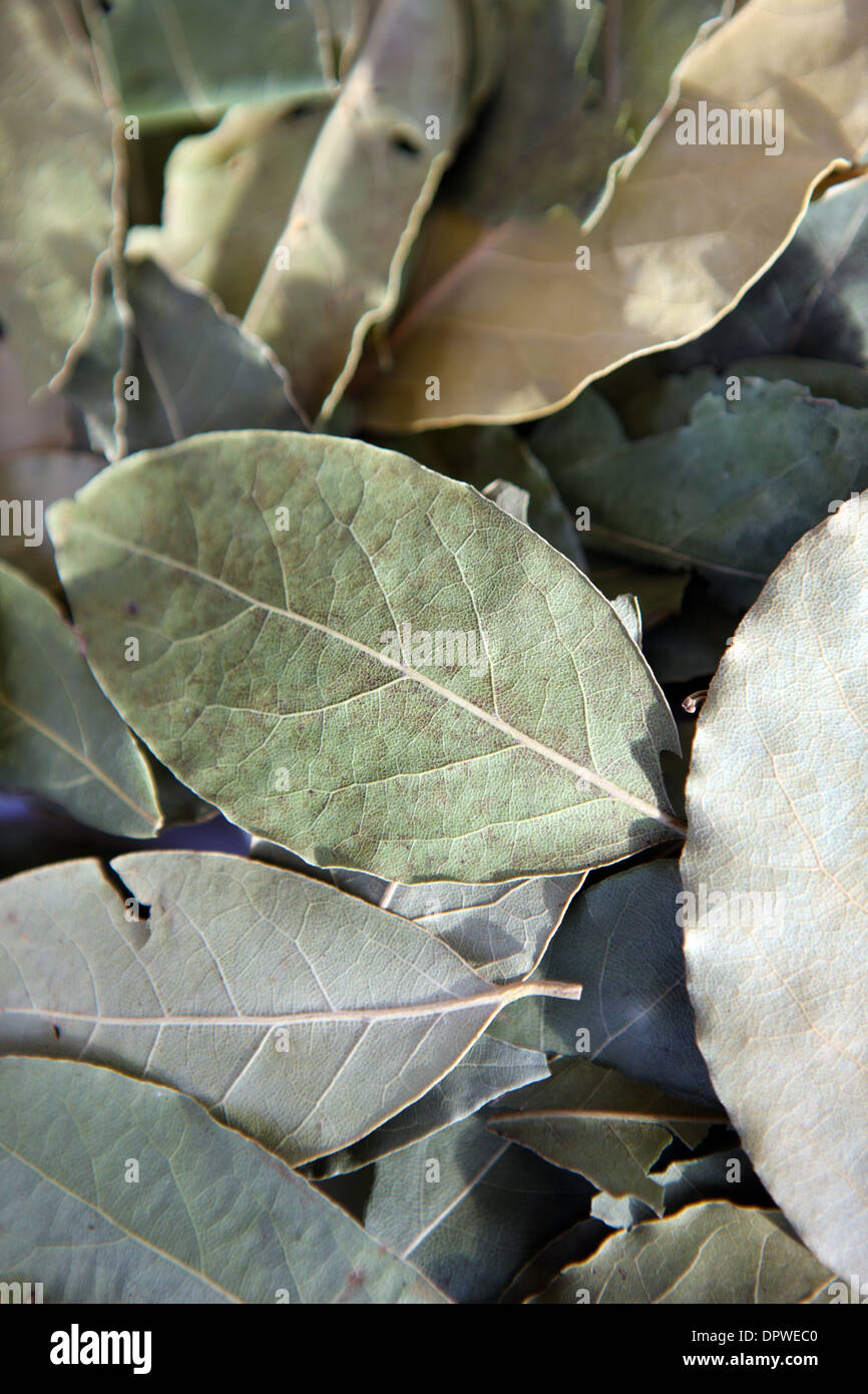 Hoja de laurel seca fotografías e imágenes de alta resolución Alamy