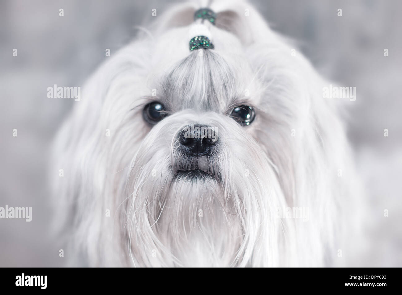 Shih Tzu perro. Colores blanco brillante Fotografía de stock - Alamy