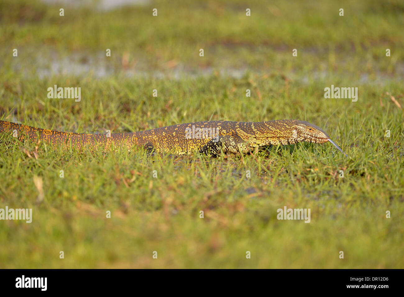 El lagarto monitor del Nilo (Varanus niloticus) caminar a través de la hierba mojada, witrh lengüeta extendida, el Parque Nacional de Kafue, Zambia, S Foto de stock