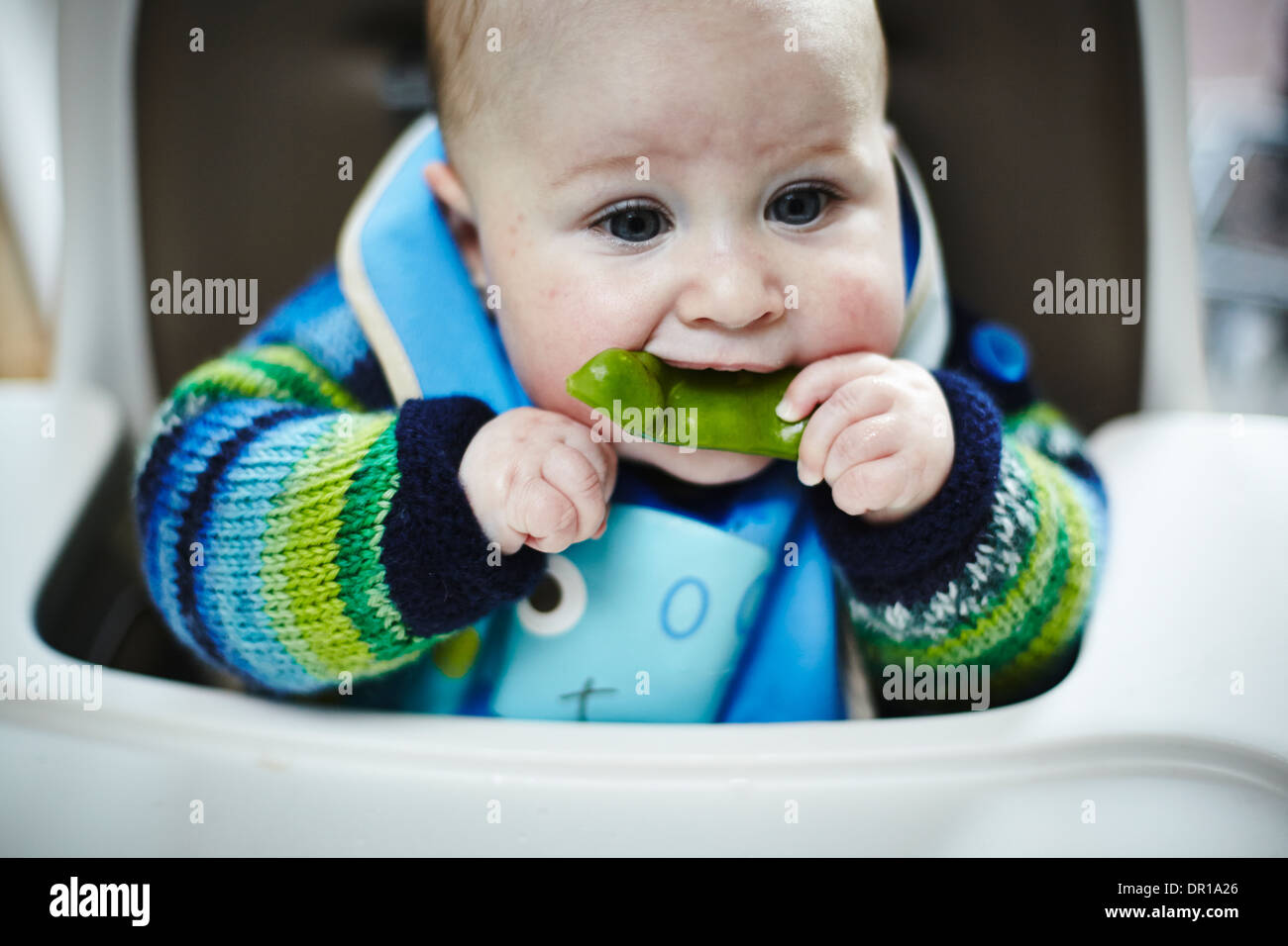 Un bebé de alrededor de 5 meses y medio se come un vegetal verde como parte  de bebé destete led Fotografía de stock - Alamy