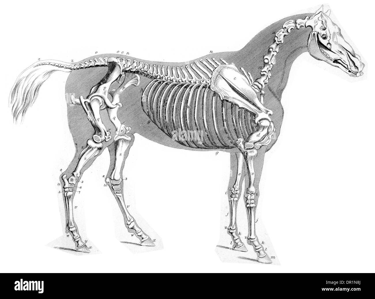 Esqueleto de caballo dibujo fotografías e imágenes de alta resolución