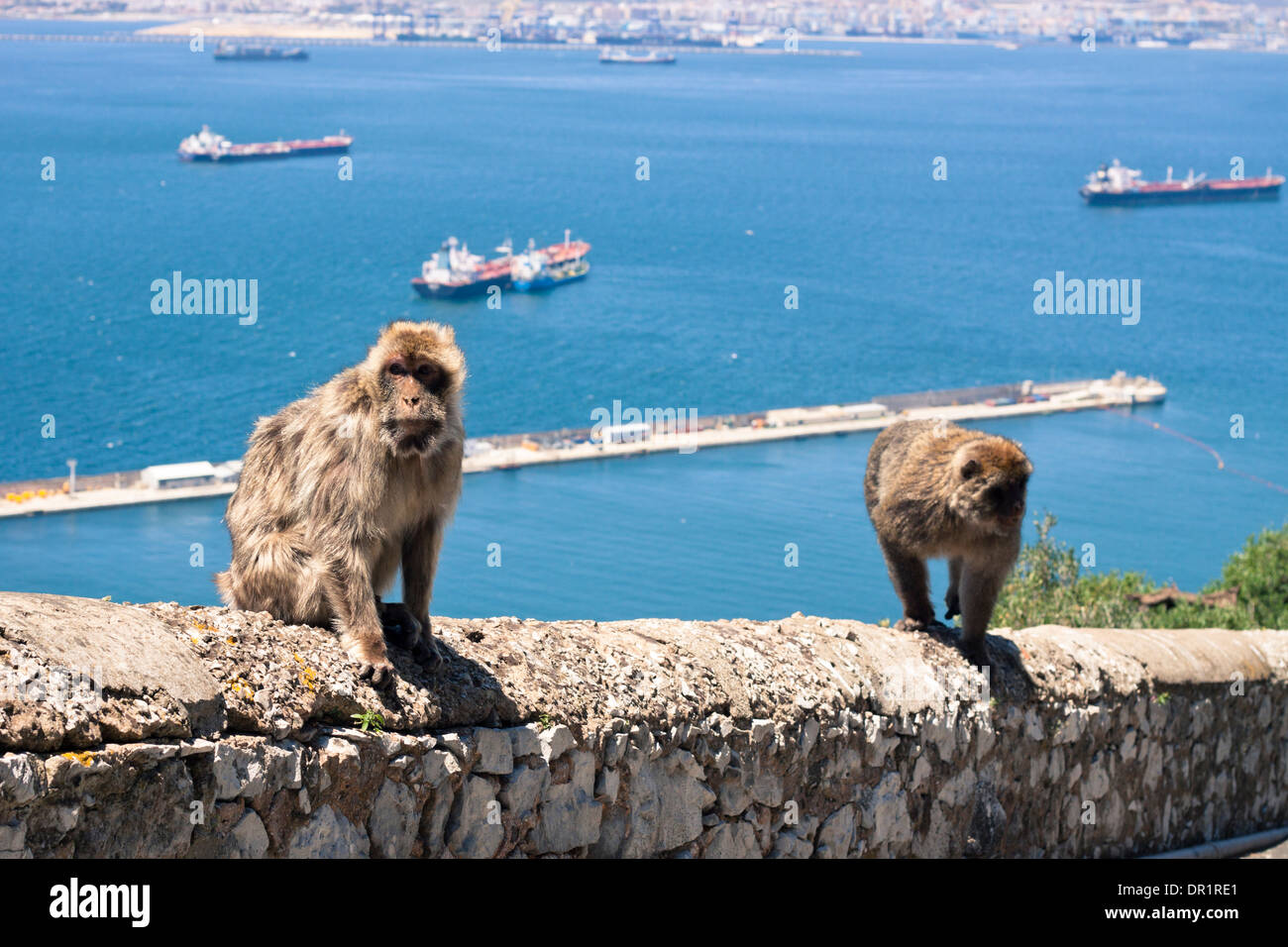 Los macacos en Gibraltar. Foto de stock