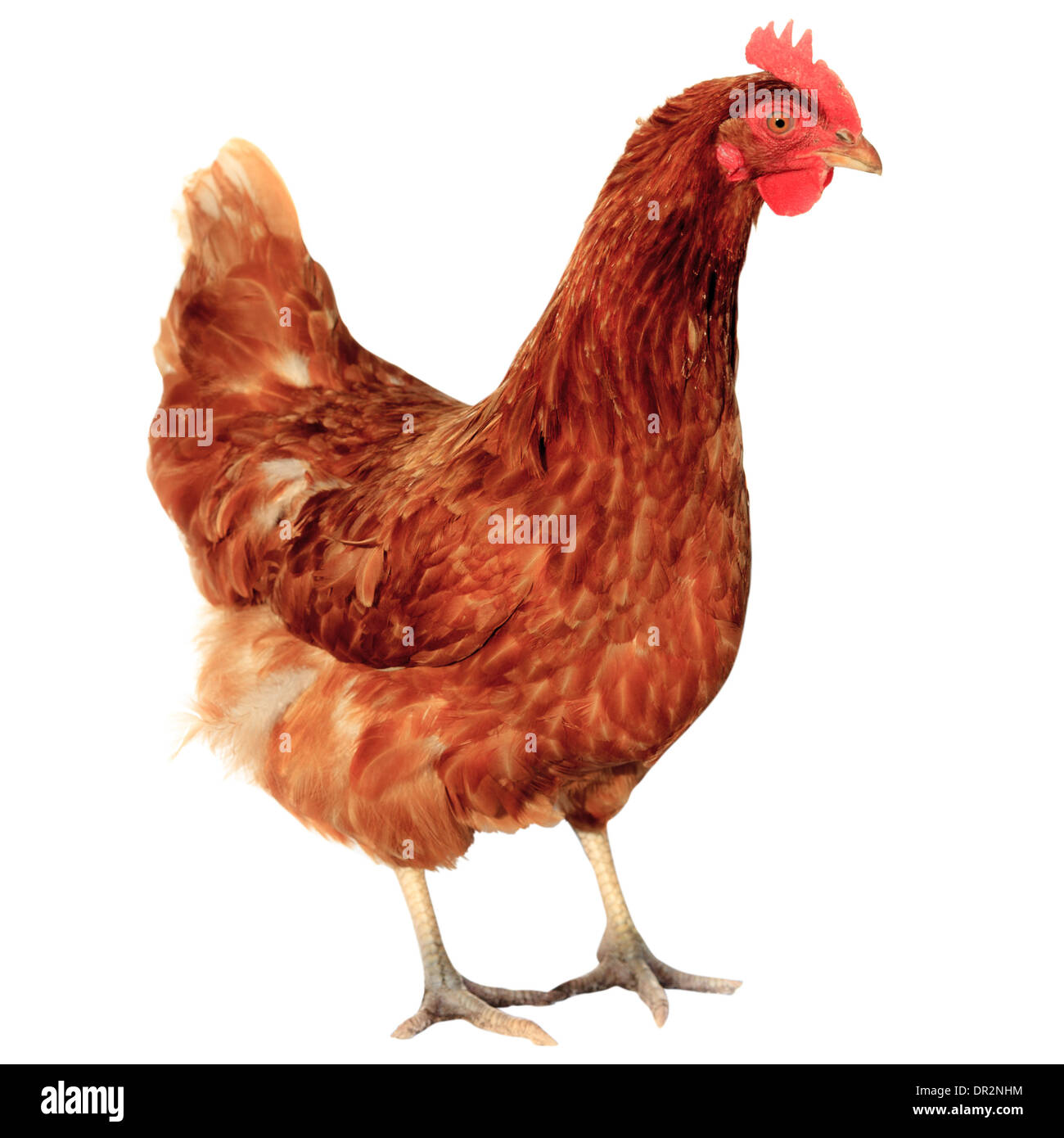 Курица изолированно на белом фоне. Pollo aislado sobre fondo blanco. Foto de stock