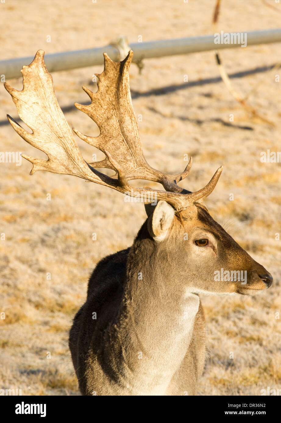 Un joven ciervo ciervos machos permanece cerca de comprometerse con el fotógrafo Foto de stock
