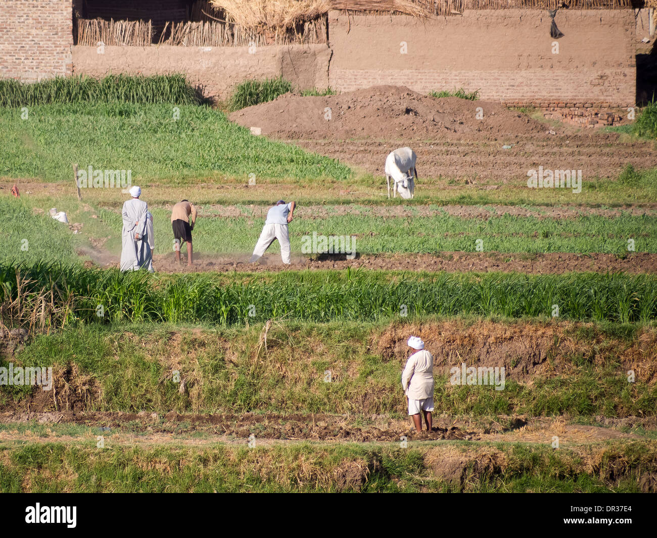 Manual egipcio de obreros que trabajaban en un campo en el banco del río Nilo Foto de stock