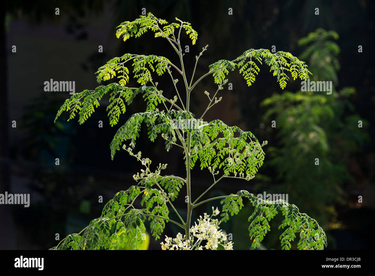 Moringa oleifera, palillo árbol / El milagro de la floración del árbol. La India Foto de stock