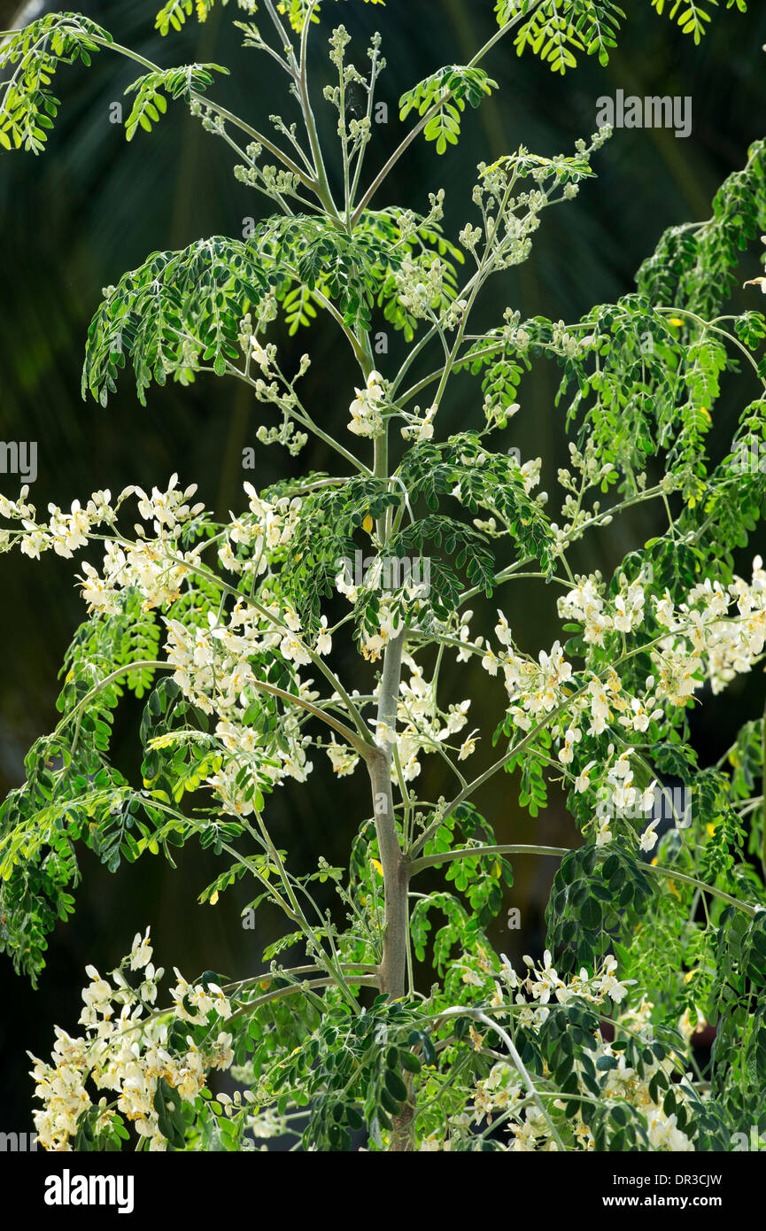 Moringa oleifera, palillo árbol / El milagro de la floración del árbol. La India Foto de stock