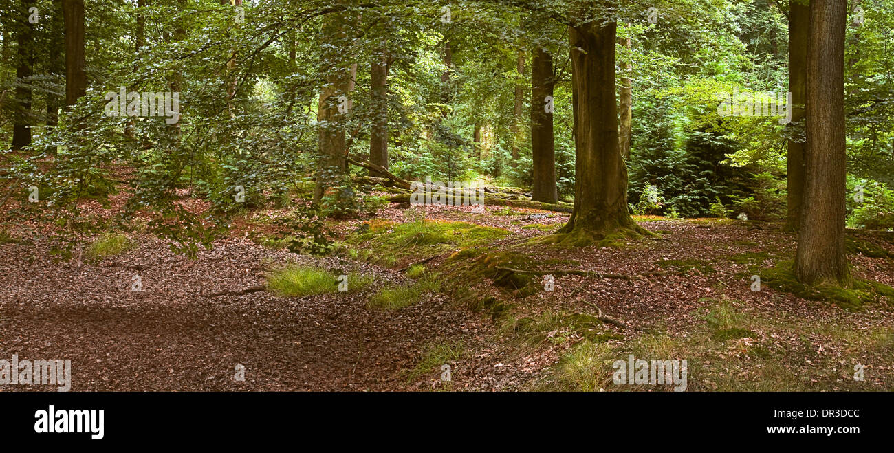 Pano verano en bosque con musgo y tapiz de hojas secas en el suelo Foto de stock