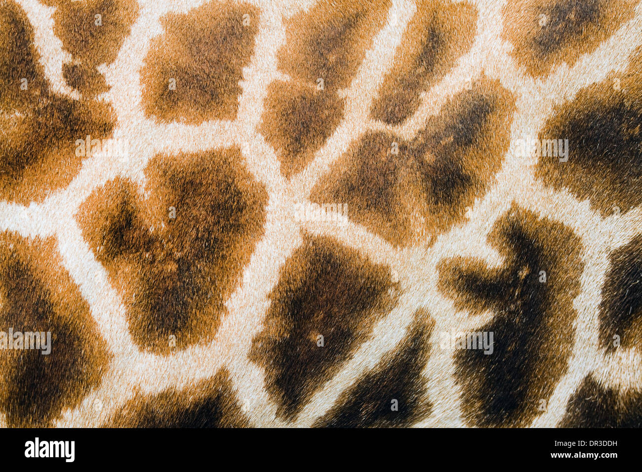 Antecedentes de la peluda piel de jirafa con manchas marrón claro y oscuro Foto de stock