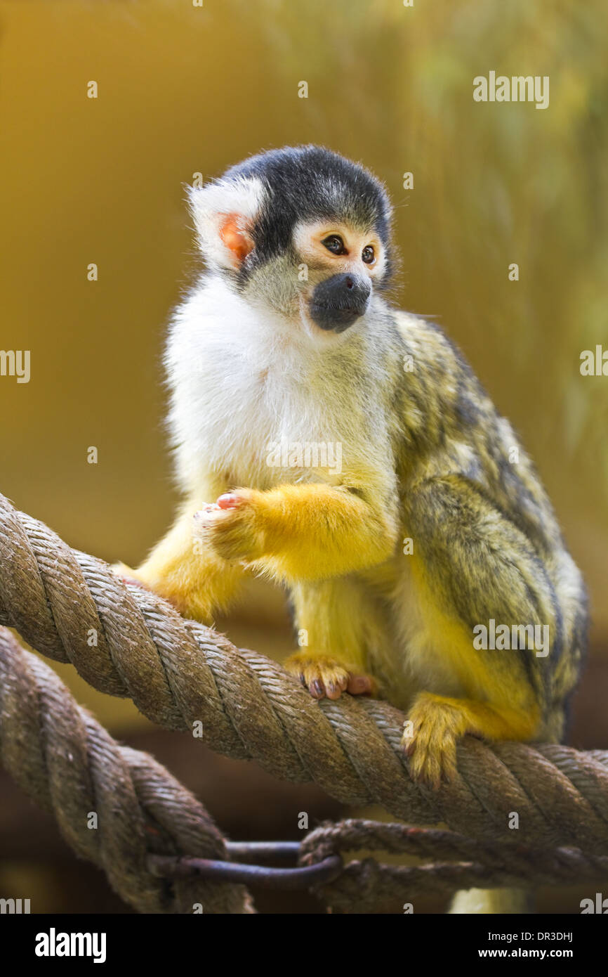 Mono amarillo fotografías e imágenes de alta resolución - Alamy