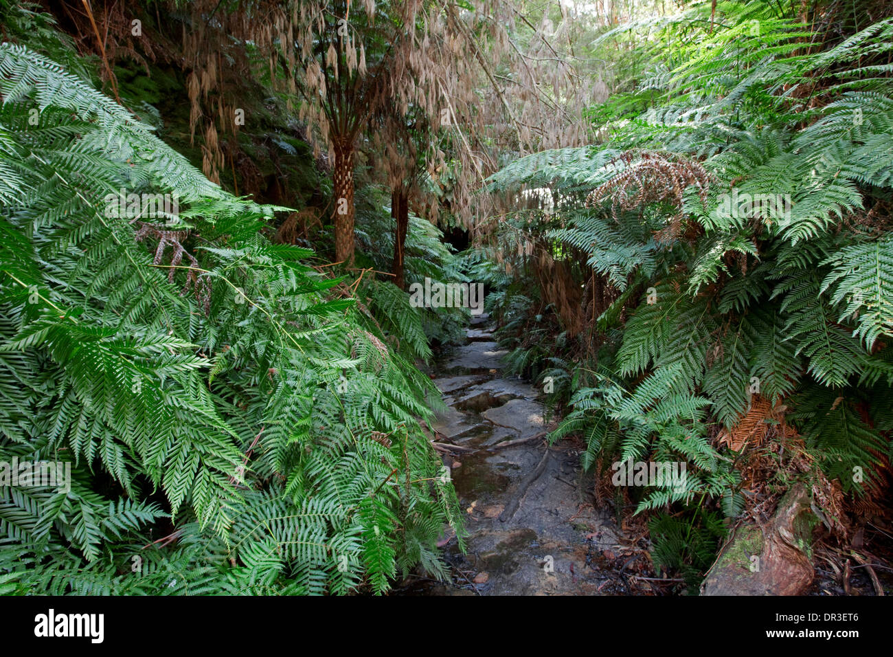 Estrecho camino a través de un frondoso bosque de helechos arborescentes de luciérnagas túnel - atracción turística en Newnes cerca de Lithgow NSW Aust Foto de stock