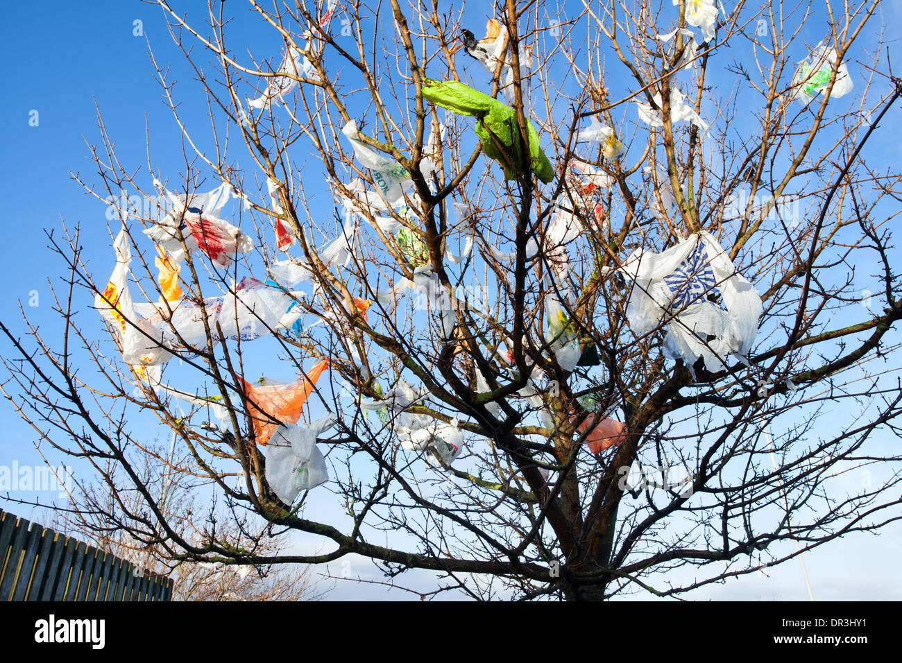 Bolsas de plástico para supermercados capturadas en ramas de árboles;  Southport, Merseyside, Reino Unido. Enero, 2014. Clima del Reino Unido.  Vientos arremolinantes y condiciones de blustery alrededor de las bahías de  reciclaje